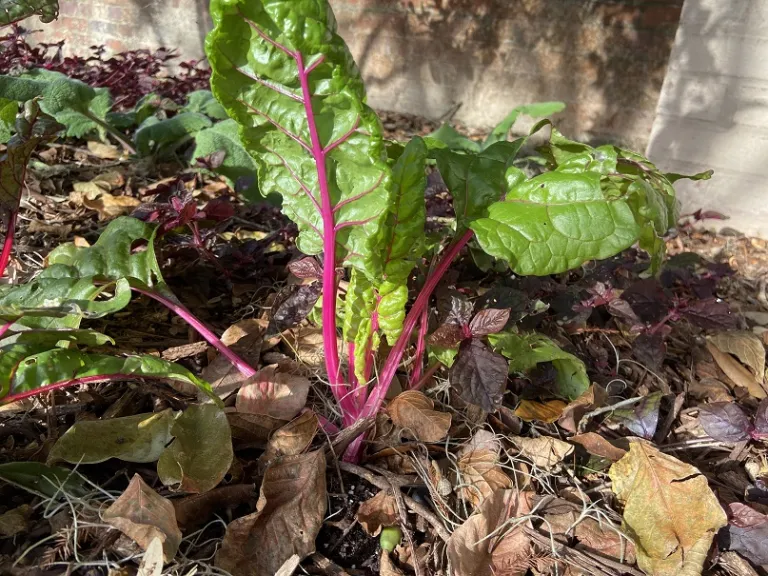 Beta vulgaris 'Bright Lights' (Leaf Beet Group) Brookgreen